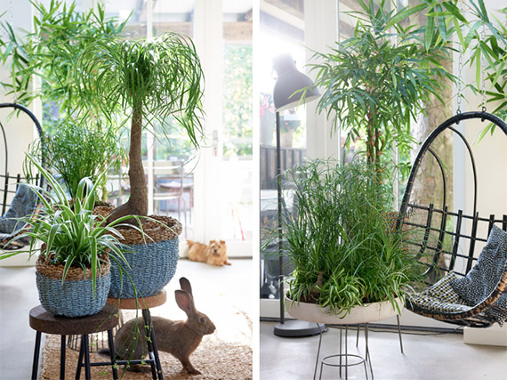 Plantas de interior ‘pet-friendly’